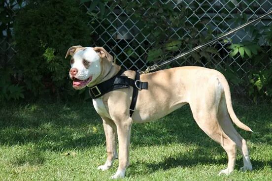 Prime Time's Ro-Bull Dog of HTK | American Bulldog 