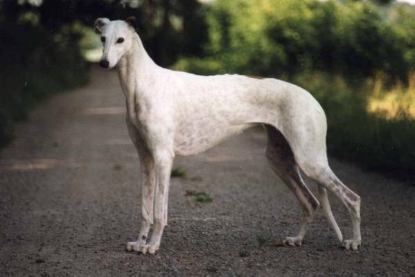 Kazimirez Quilla Quassida | Greyhound 