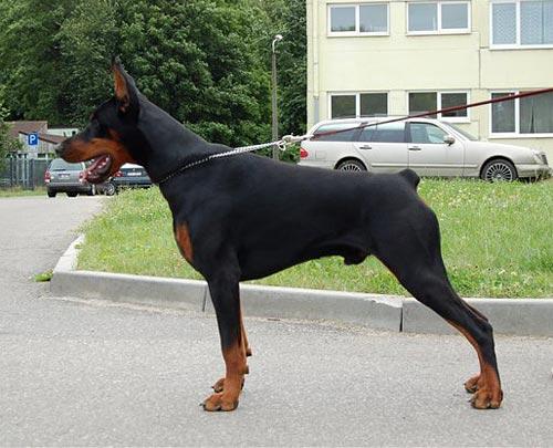 Imidz Cowboy Bandeos | Black Doberman Pinscher