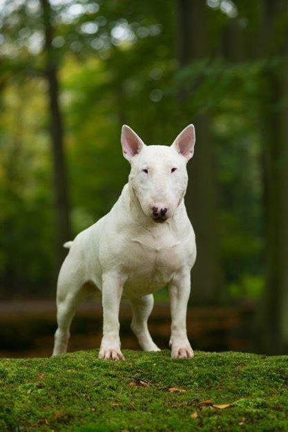 Teirwgwyn Latest FLame | Bull Terrier 