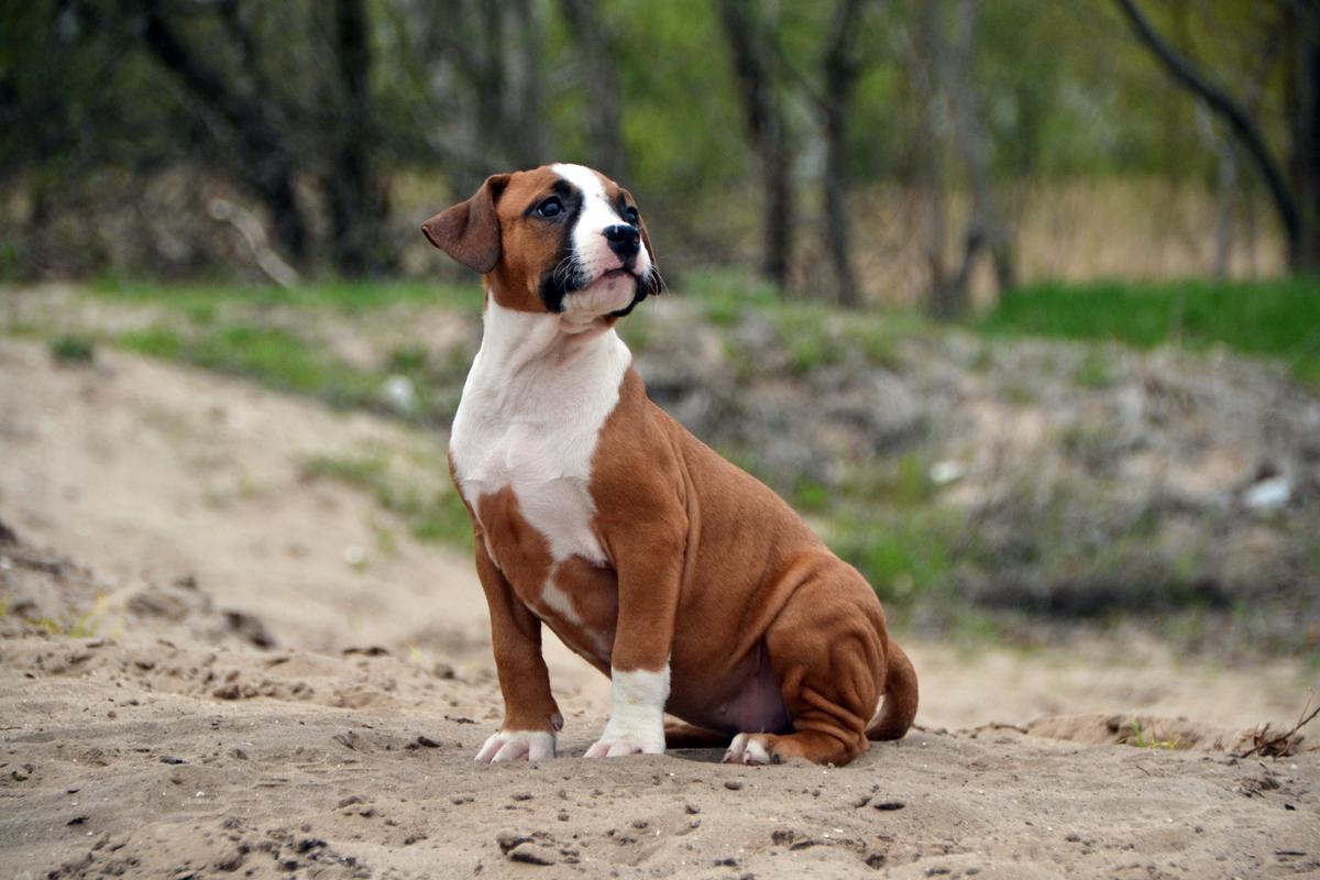 Yell Of Victory Feniks Ra | American Staffordshire Terrier 