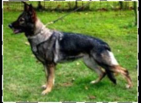 Branka vom Harhof | German Shepherd Dog 