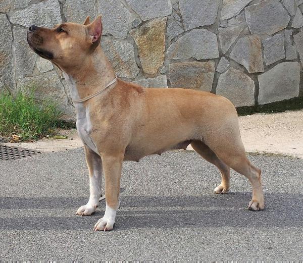 American vid don't vorry be happy | American Staffordshire Terrier 