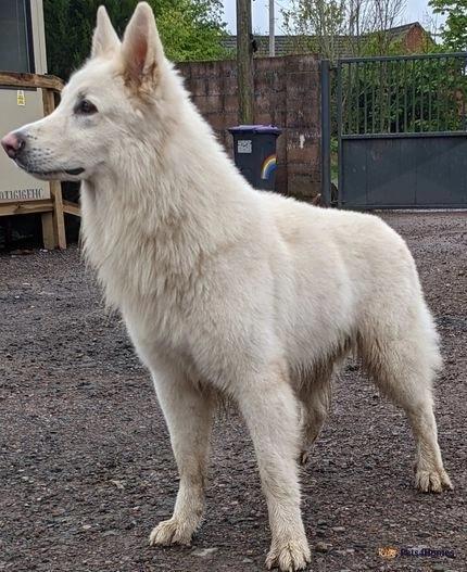 YADIEL JAMILSTAR AXEL | White Swiss Shepherd Dog 