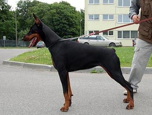 Imidz Crasotka Cleo Bandeos | Black Doberman Pinscher