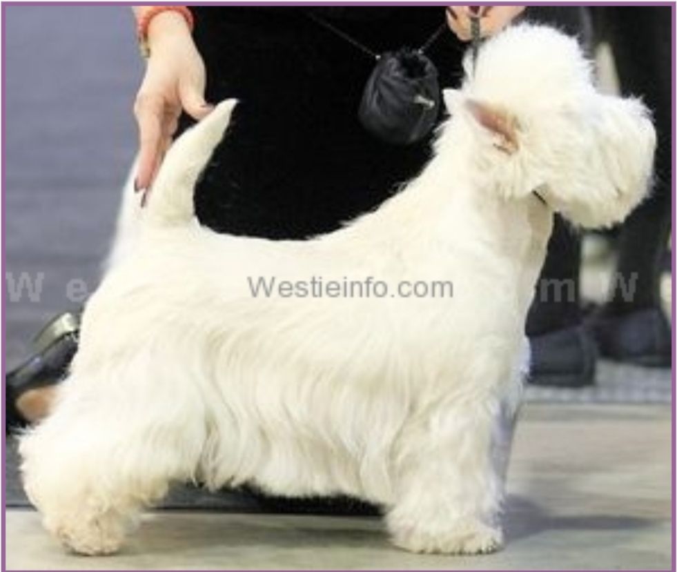 Marc Antoine de la Fonema. | West Highland White Terrier 