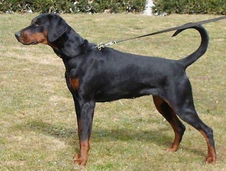 Grace v. Südharz | Black Doberman Pinscher