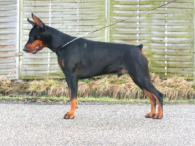 Carlos v. Milano Home | Black Doberman Pinscher