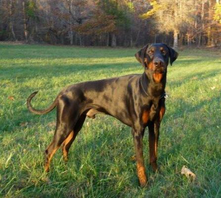 Panzer v. Kondorstrand | Black Doberman Pinscher