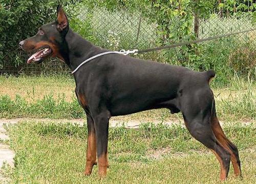 Eria Pro Grandmaster Flash | Black Doberman Pinscher