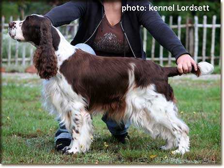 Linmoor unique talking | English Springer Spaniel 