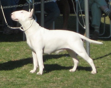 ALLEGRO STICKY FINGERS | Bull Terrier 