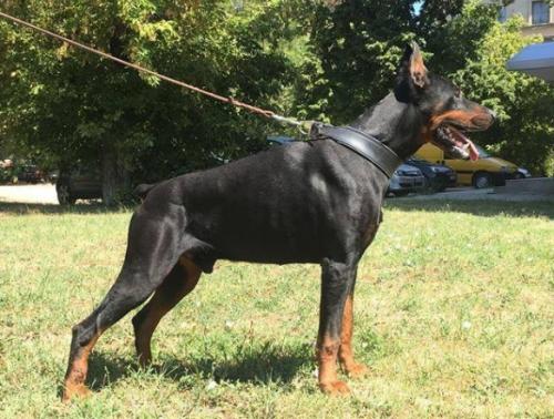 Eria Pro Gipsy King | Black Doberman Pinscher