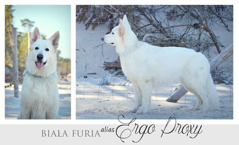 Biala Furia ALIAS ERGO PROXY | White Swiss Shepherd Dog 