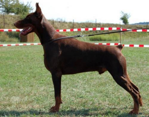 Eria Pro Golden Fire | Brown Doberman Pinscher