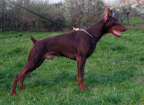 Izrafel Baraba Bowie | Brown Doberman Pinscher