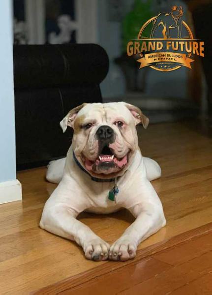 Grand Future Emperor | American Bulldog 