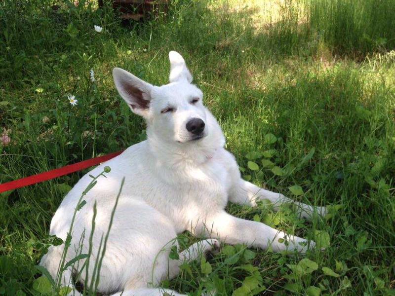 ANTHEYA White Fang's House | White Swiss Shepherd Dog 