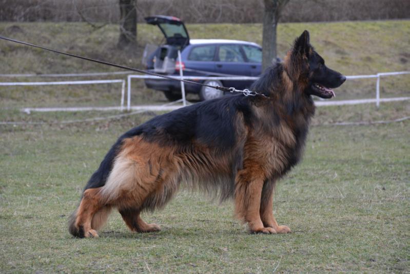ARON Ederwolf | German Shepherd Dog 