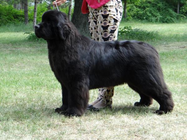 King of Helluland Ocean Breeze | Newfoundland 