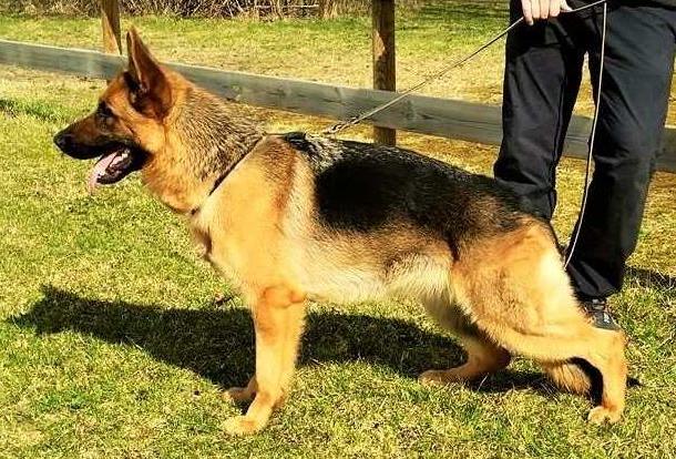 Ingodds Callas | German Shepherd Dog 