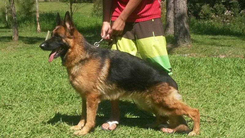 Layka v. Haus Vittor | German Shepherd Dog 