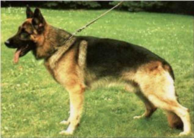 Zorro vom Haus Beck | German Shepherd Dog 