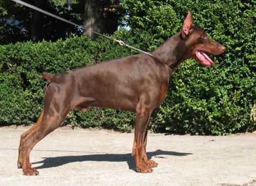 Izrafel Bebetto Bravo | Brown Doberman Pinscher