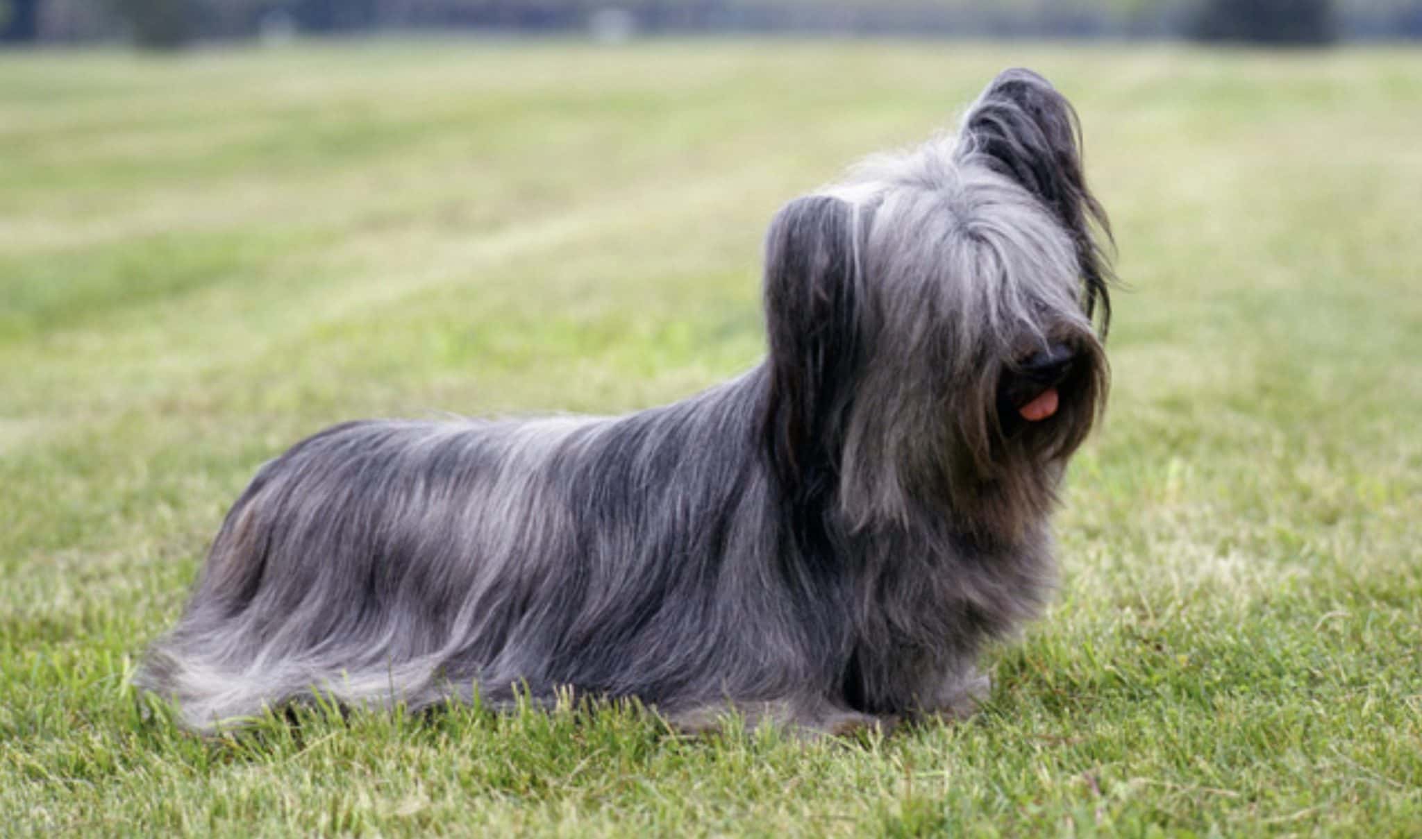 Skye Terrier Skye Terrier