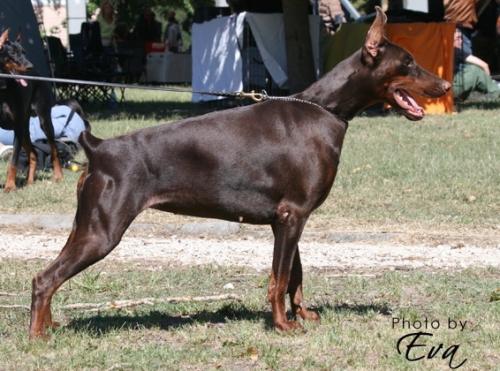 Izrafel Branka Borimaya | Brown Doberman Pinscher