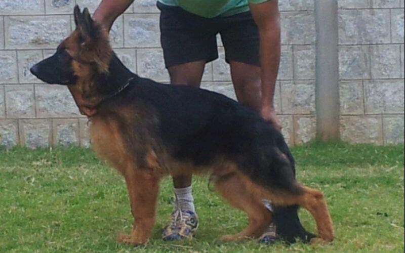 Alfa vom Wolfen-Haus | German Shepherd Dog 