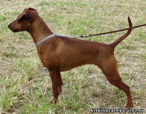 Cycorn`s Red Rosy | Miniature Pinscher 