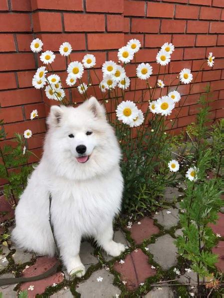 Sormovskaya Zarya Leya Luchik Sveta | Samoyed 