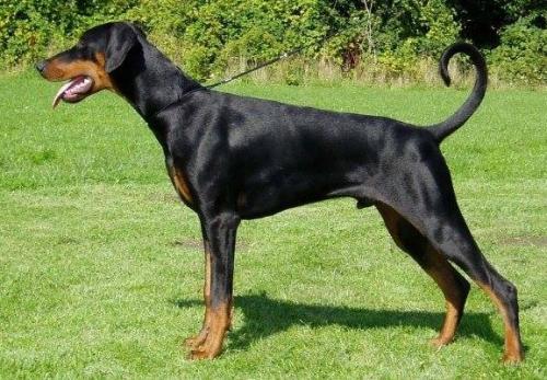 Karmelhofs Shakil | Black Doberman Pinscher