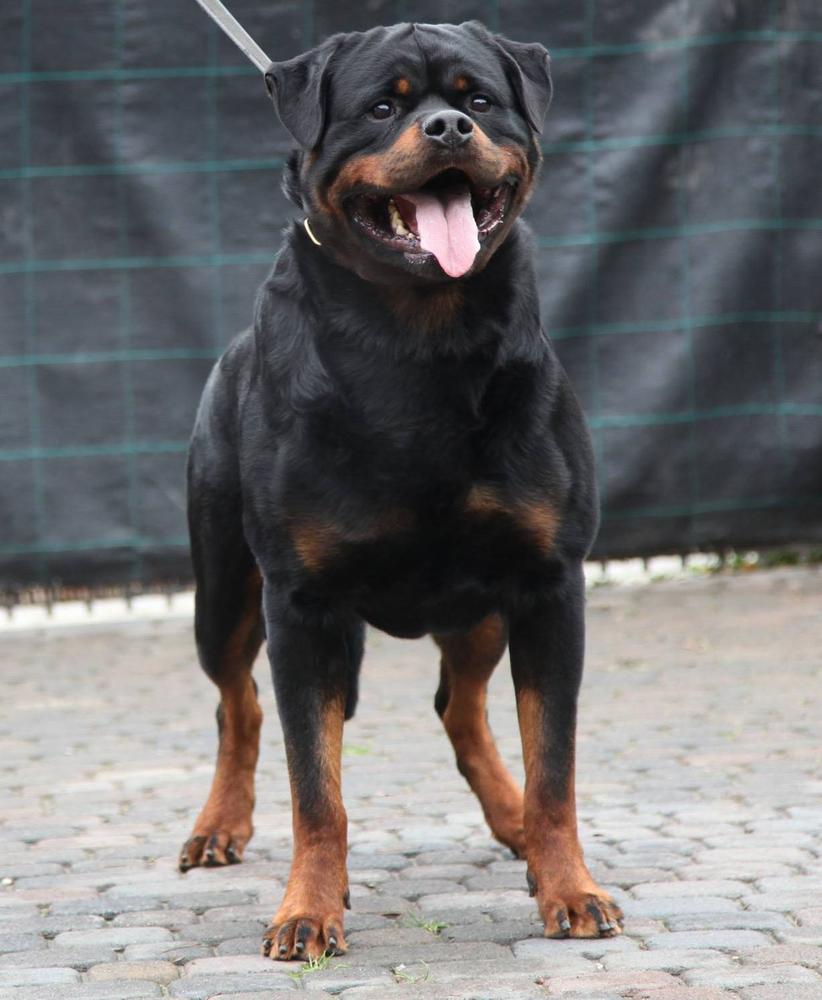 Konan Kabri Team | Rottweiler 