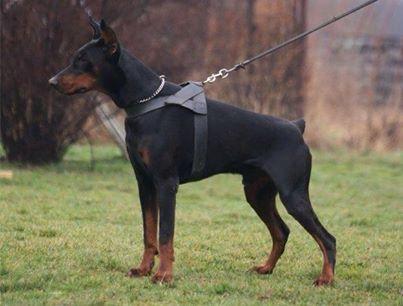 Bismarck v. Pressilla | Black Doberman Pinscher