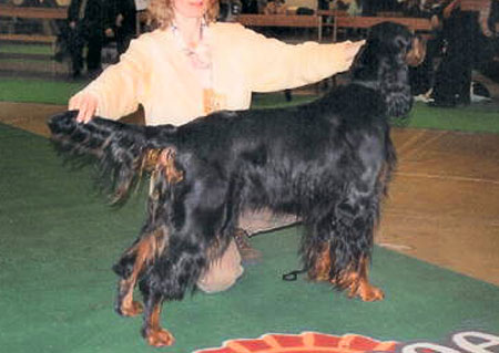 Moonset black beauty | Gordon Setter 