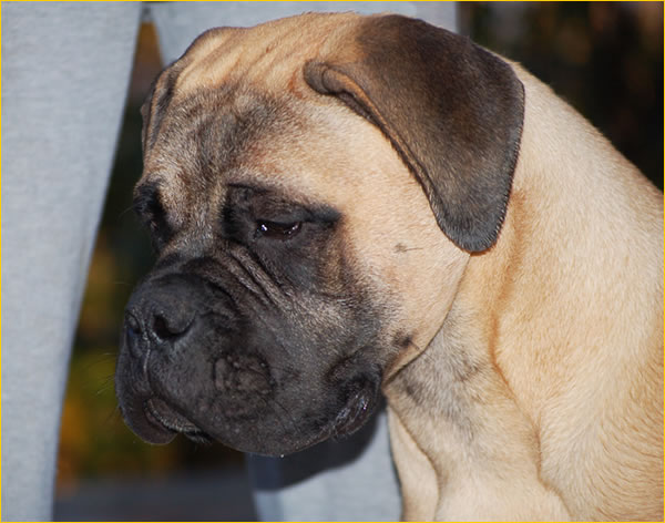 Onora Gamekeepers of Wuthering Hights | Bullmastiff 