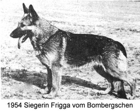 Frigga vom Bombergschen Park | German Shepherd Dog 