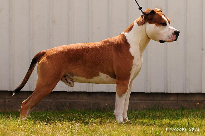 Firewood's Miracle Loreto | American Staffordshire Terrier 