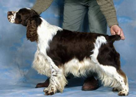 Mompesson Blinking Hell | English Springer Spaniel 