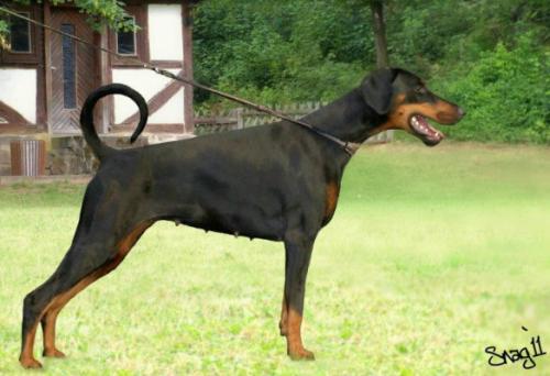 Yacheero's Phenora Pheodette | Black Doberman Pinscher