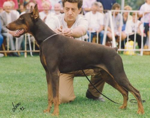 Odin v. Roveline | Brown Doberman Pinscher