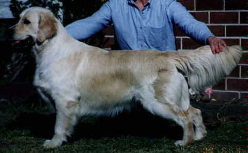 Jonesh Emily Bronte | Golden Retriever 