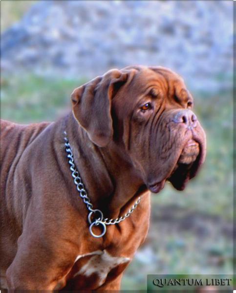 Renee Quantum Libet Z'Orisku | Dogue de Bordeaux 