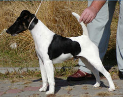 Agria Wind Of Change | Smooth Fox Terrier 