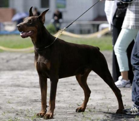 Odissey-Dess iz Velikogo Knyazhestva | Brown Doberman Pinscher