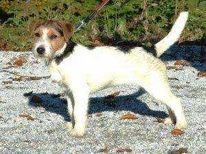 Carinthian Piedpipers SIMSALABIM | Jack Russell Terrier 