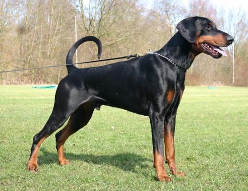 Hertog Iron-Eagle v. Olympiastaete | Black Doberman Pinscher