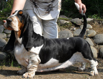 Basbuddy Chiquita Gita | Basset Hound 